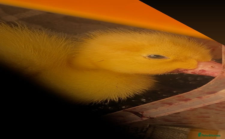 Ducks poultry - Advert 10