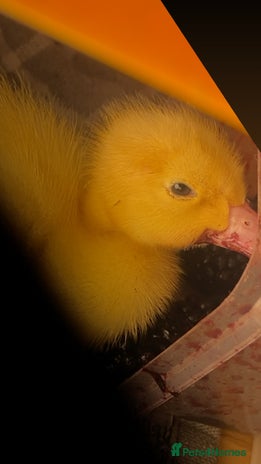 Ducks poultry - Advert 13