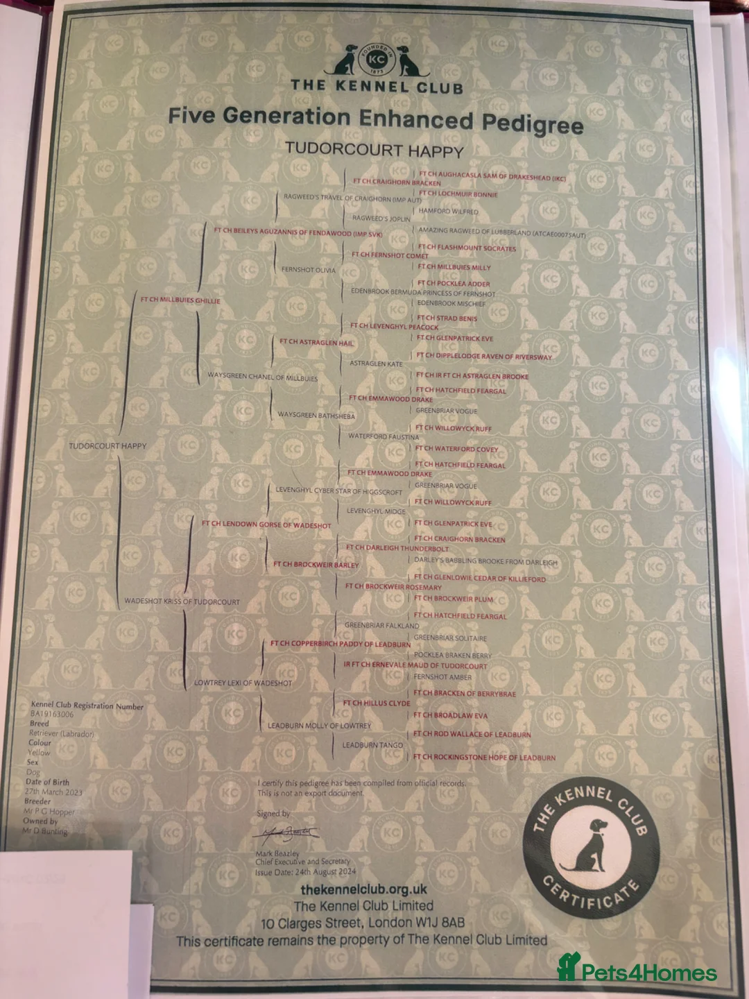 Labrador Retriever dogs for sale: Health Tested Parents KC Reg Lab Pups  - Advert 2