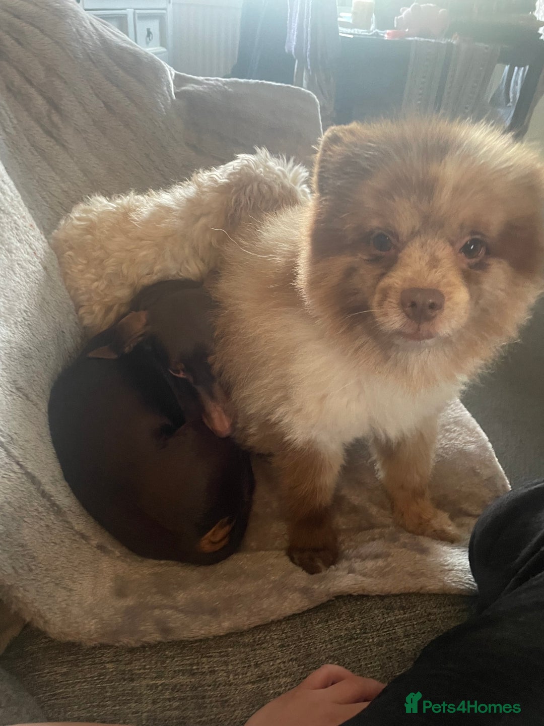 Pomeranian dogs for sale: Stunning chocolate Merle Pomeranian  - Image 9