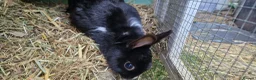 Mixed Breed rabbits for sale: Tiny, very curious. very friendly female rabbit   - Advert 4