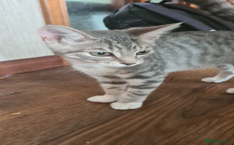 Mixed Breed cats - Advert 4