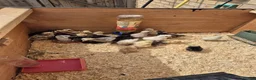 Chickens poultry for sale: Polish chick's  in ELY - Advert 2