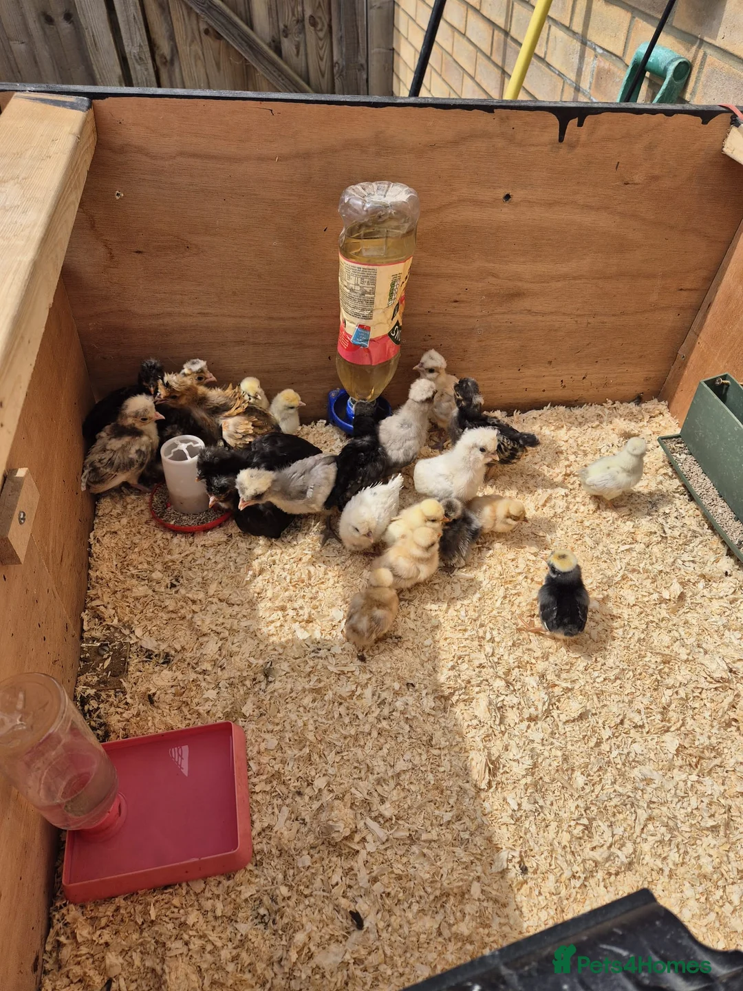Chickens poultry for sale: Polish chick's  in ELY - Advert 2