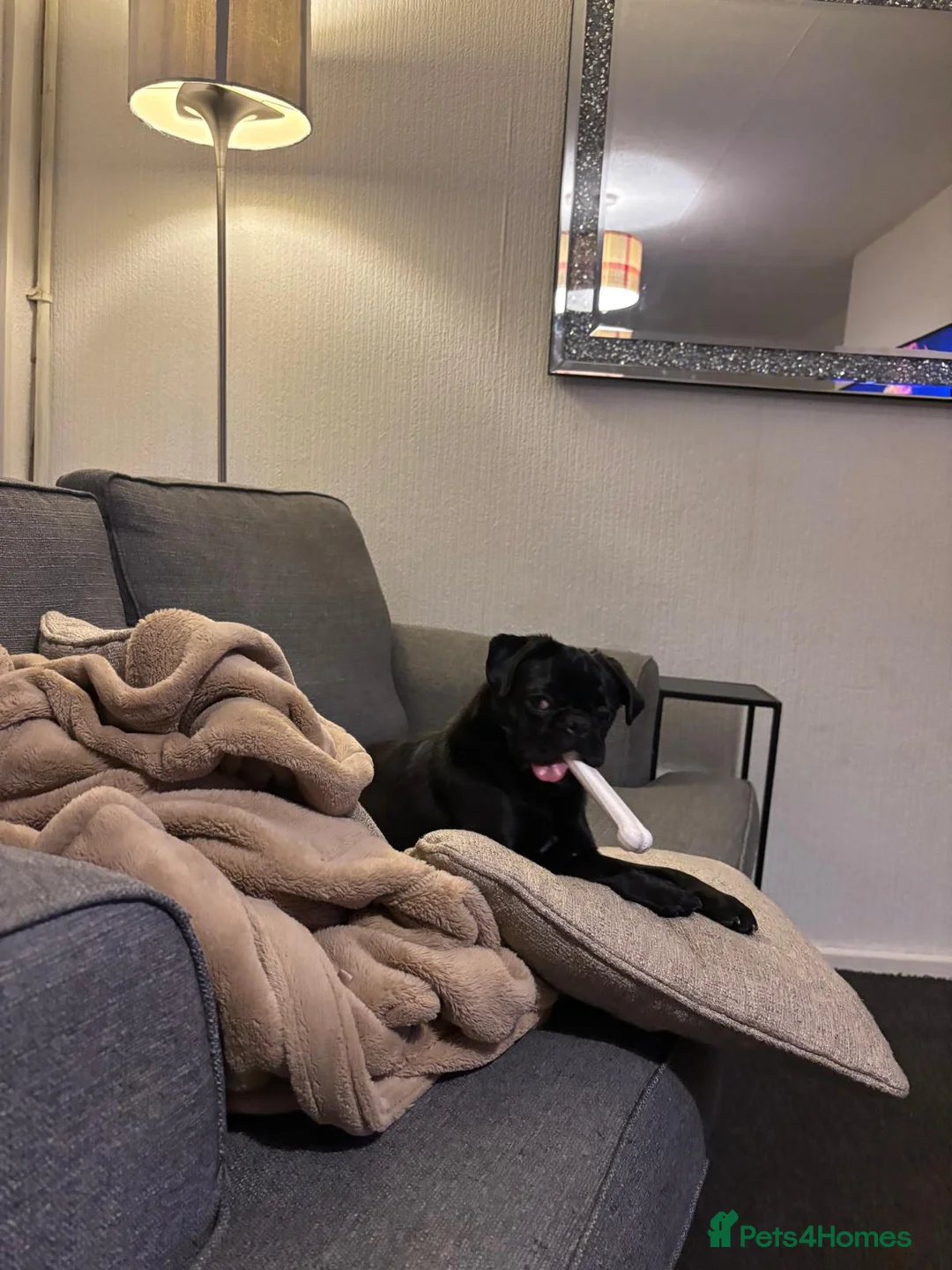 Pug dogs for sale: 9 month old pug - Advert 2