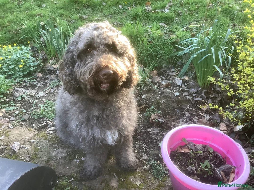 Cockapoo dogs for adoption: Cockapoo looking for a country home in Knighton - Advert 1
