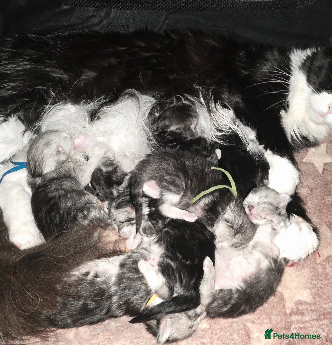 Maine Coon cats for sale: Stunning Active Adult Female Black Bicolor - Advert 24