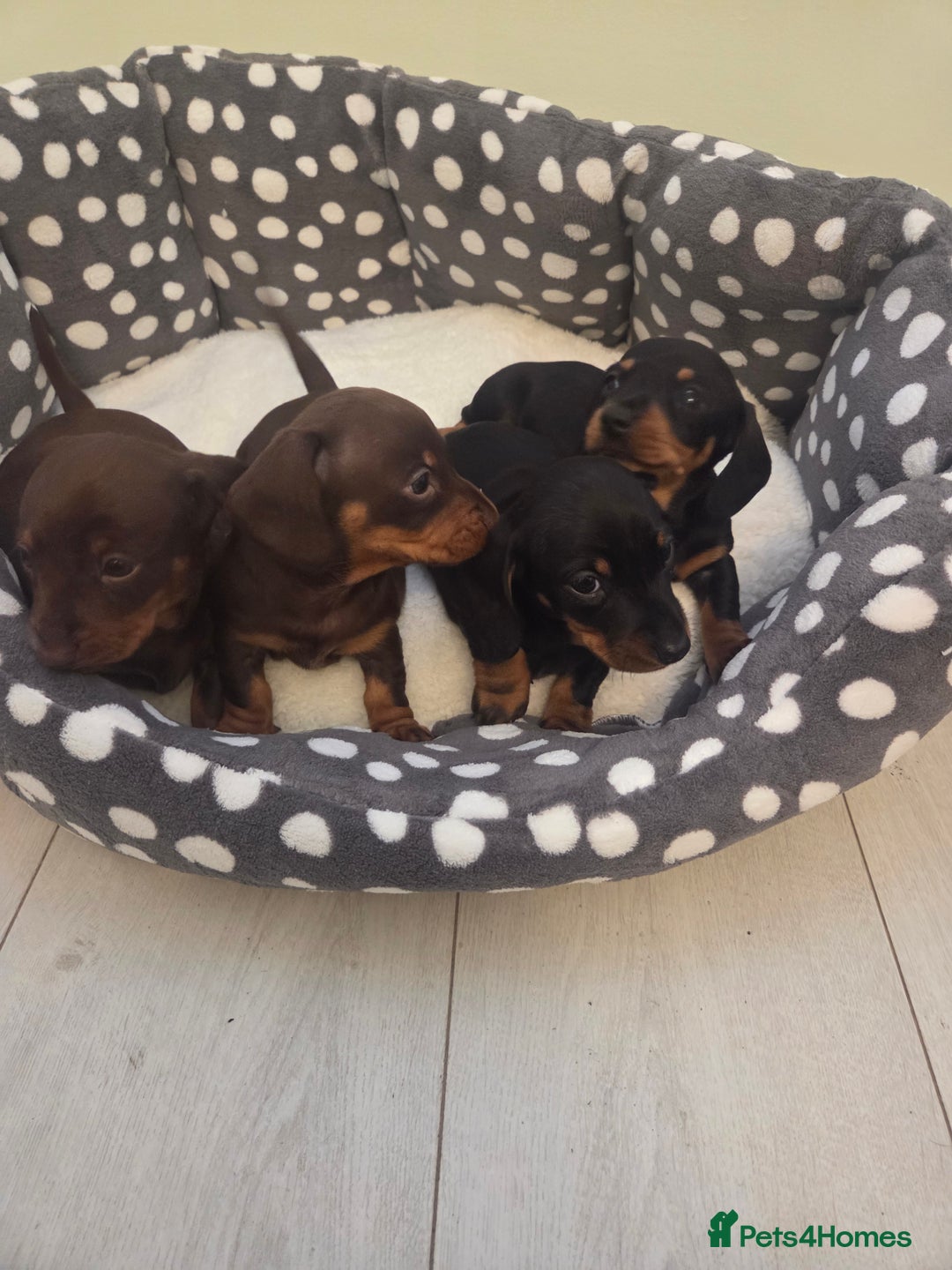 Miniature Dachshund dogs for sale: Daxie pups for sale - Advert 6