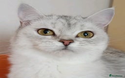 Scottish Fold cats for sale: 4 Scottish Silver Chinchilla Kittens  - Image 12