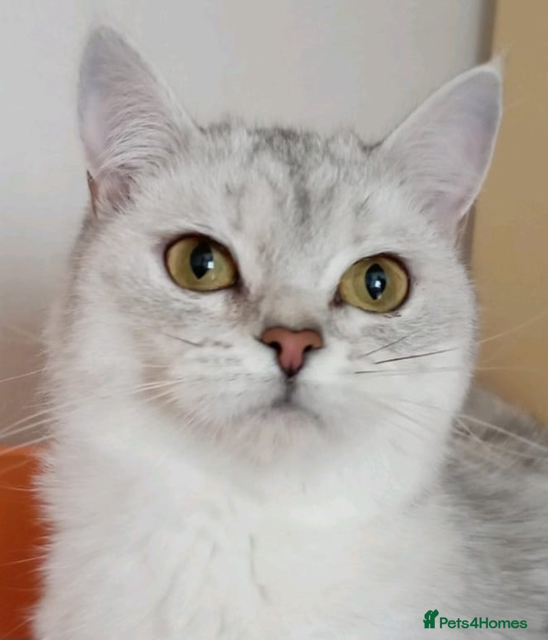Scottish Fold cats for sale: 4 Scottish Silver Chinchilla Kittens  - Image 12