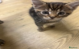 Mixed Breed cats for sale: Tabby cross Maine coon kittens   - Advert 11