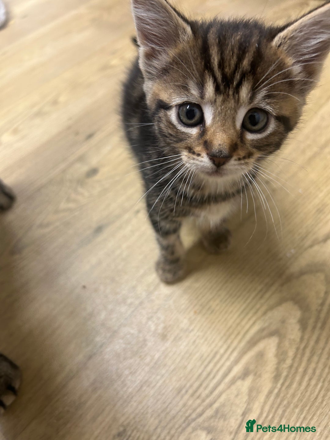 Mixed Breed cats for sale: Tabby cross Maine coon kittens   - Advert 11