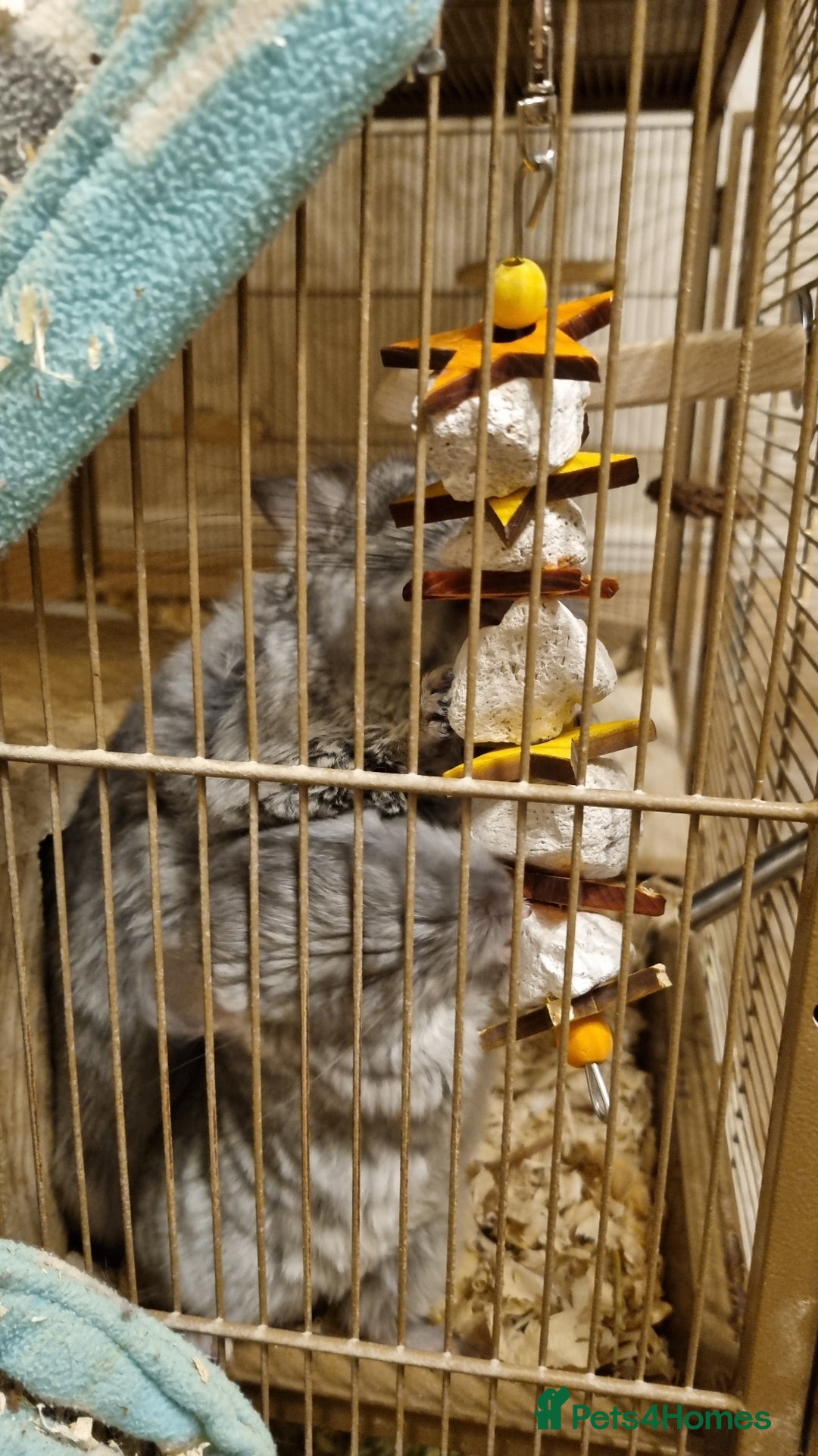 Chinchilla rodents for sale: Sapphire Velvet RPAC (Male) Chinchilla kit - Advert 10