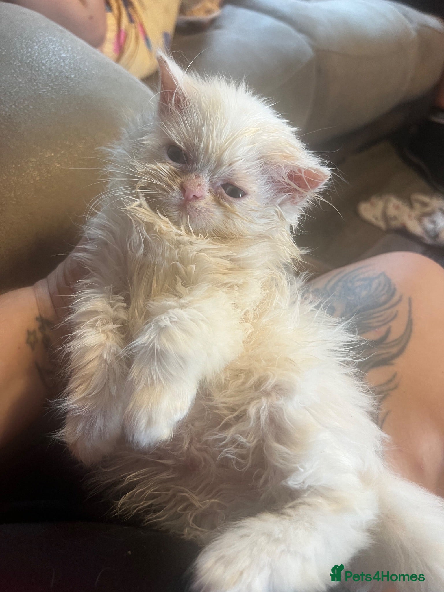 Persian cats Fluffy Persian kittens 🐱 - Advert 2
