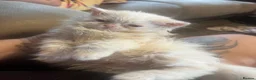 Persian cats for sale: Fluffy Persian kittens 🐱3 left - Advert 4