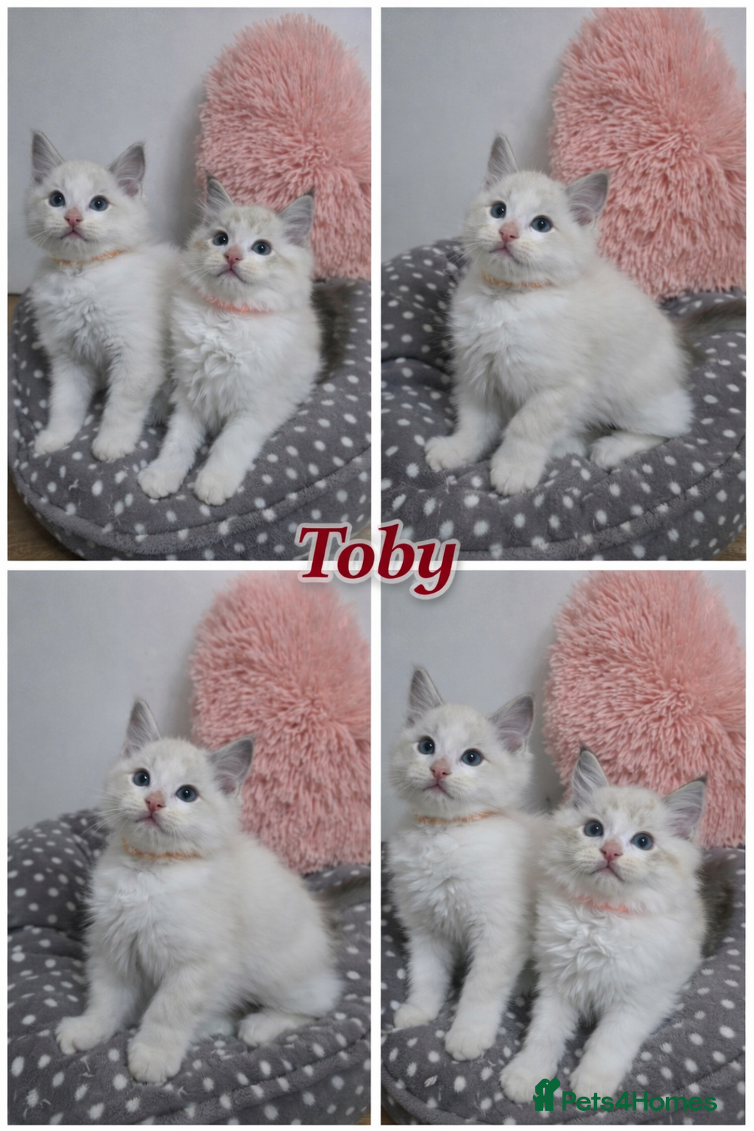 Ragdoll cats for sale: Beautiful GCCF Registered kittens - Advert 8