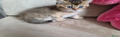 British Shorthair 2