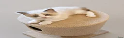 Ragdoll cats for sale: Ragdoll Bicollor kitten  - Advert 2
