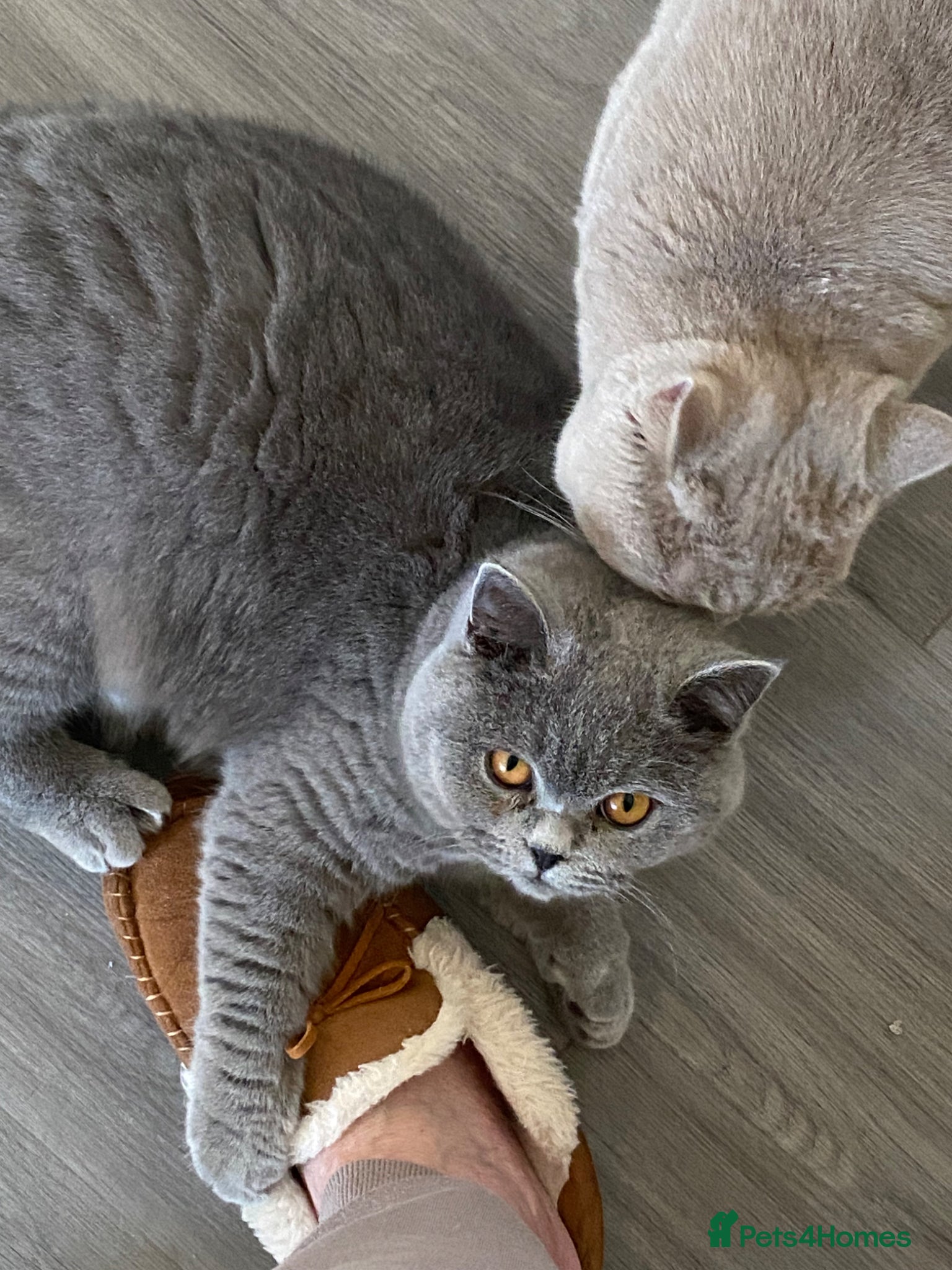 British Shorthair cats British kittens for Rehome  - Advert 1