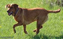 Labrador Retriever dogs for sale: Female(Red Collar) Fox Red Labrador KC registered - Image 7