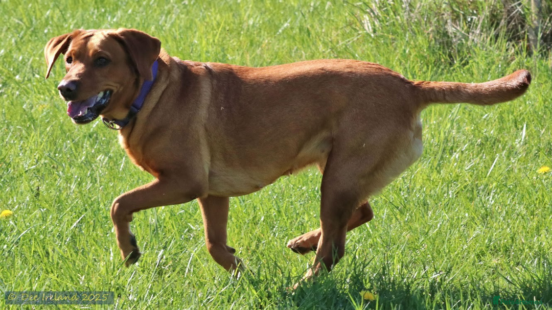 Labrador Retriever dogs for sale: Female(Red Collar) Fox Red Labrador KC registered - Image 7