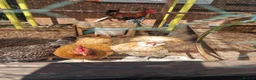 Mixed Breed poultry for sale: Mixed breed hatching eggs in Norwich - Advert 4