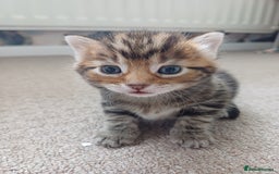 Mixed Breed cats for sale: Kittens  - Image 20