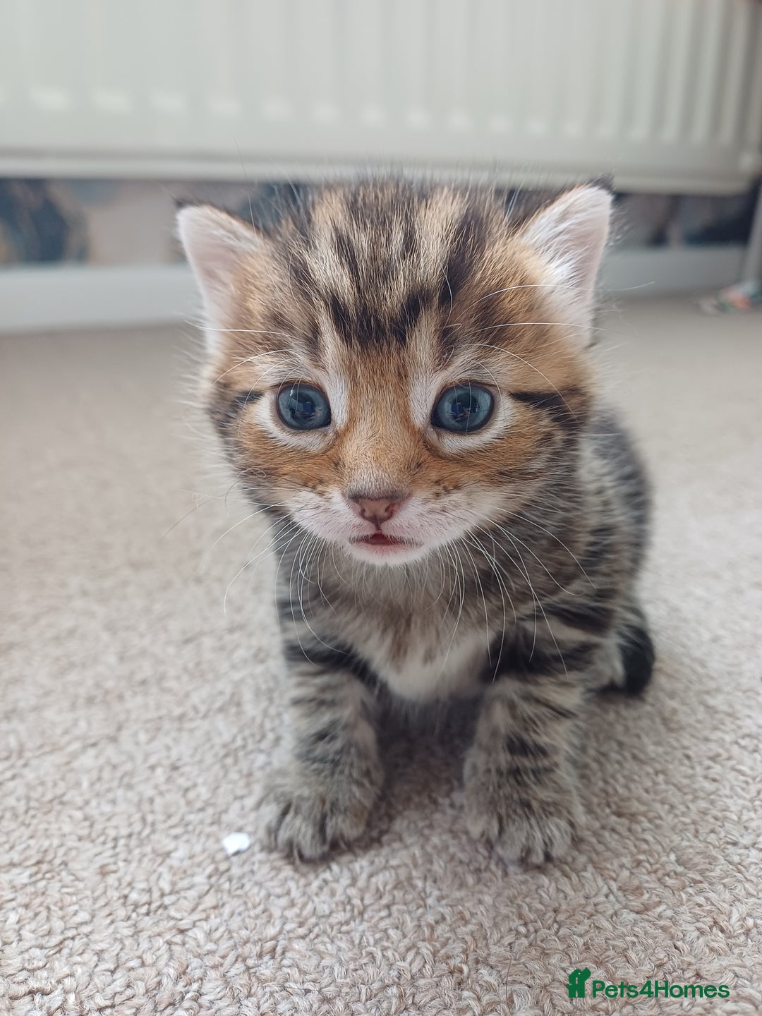 Mixed Breed cats for sale: Kittens  - Image 20