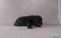 Staffordshire Bull Terrier dogs for sale: champion Fathered blue and black puppies KC reg - Image 7