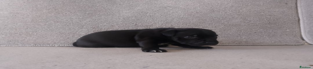 Staffordshire Bull Terrier Puppy 3