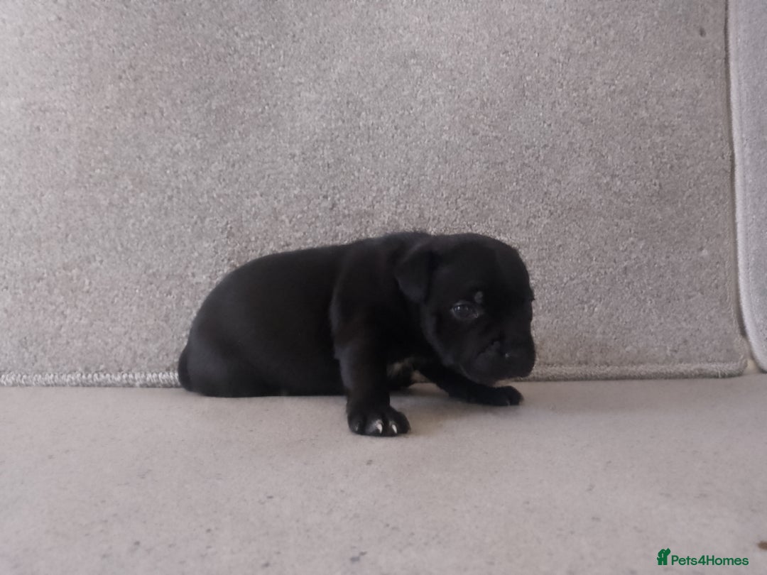 Staffordshire Bull Terrier dogs for sale: champion Fathered blue and black puppies KC reg - Image 7