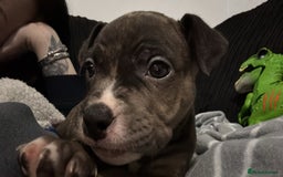 Mixed Breed dogs for sale: Roxie 9weeks old staffy x bandog  - Advert 7