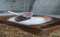 Mixed Breed rabbits for sale: 3 bunnies, different ages, mix breed in Chatham - Image 7
