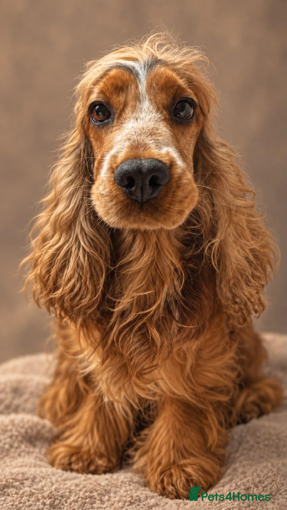 Cocker Spaniel dogs Sable Show Type Cocker Spaniels - Advert 1