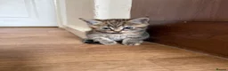 Mixed Breed cats for sale: 2 kittens for sale 🩵🩷 - Advert 9