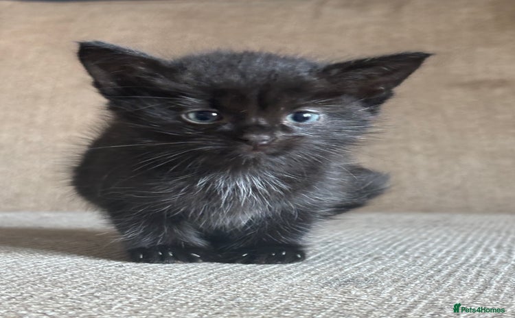 Domestic Shorthair cats - Advert 16
