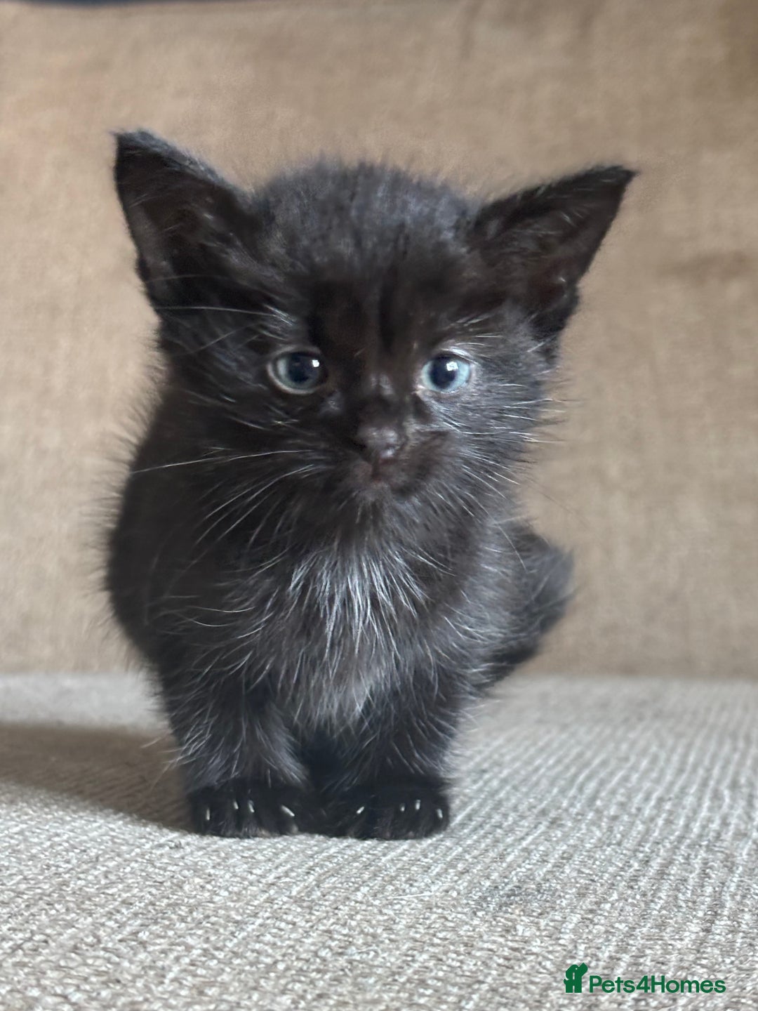 Domestic Shorthair cats for sale: Kittens - Image 1