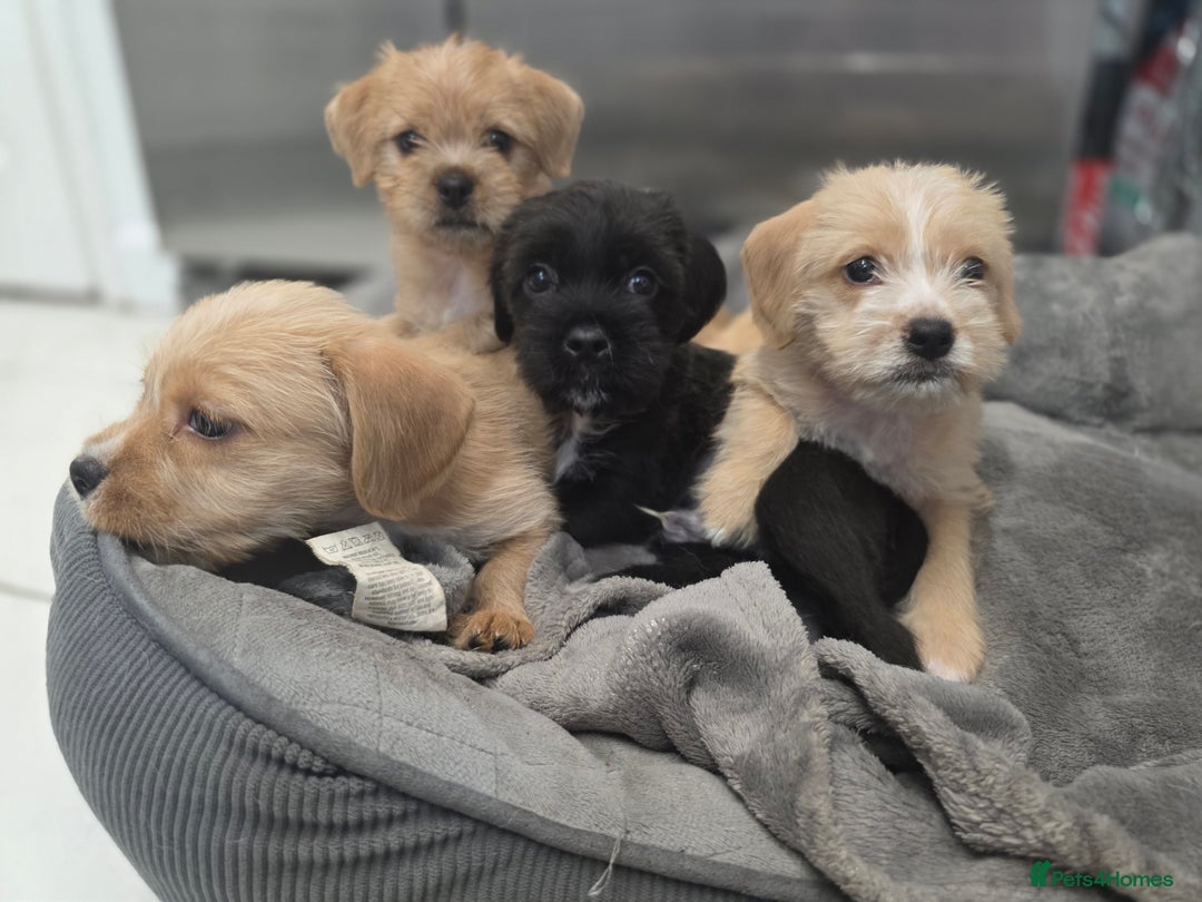 Mixed Breed dogs for sale: Jug puppies - Image 2