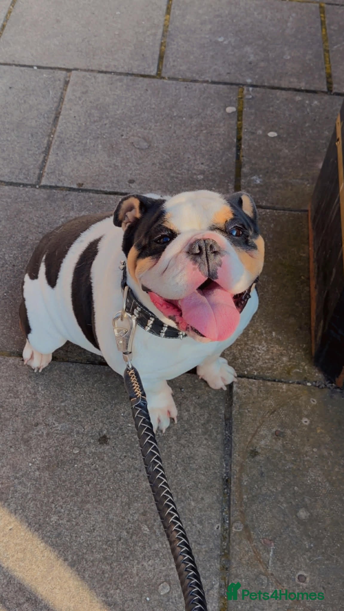 English Bulldog dogs Miniature English bulldog  - Advert 1