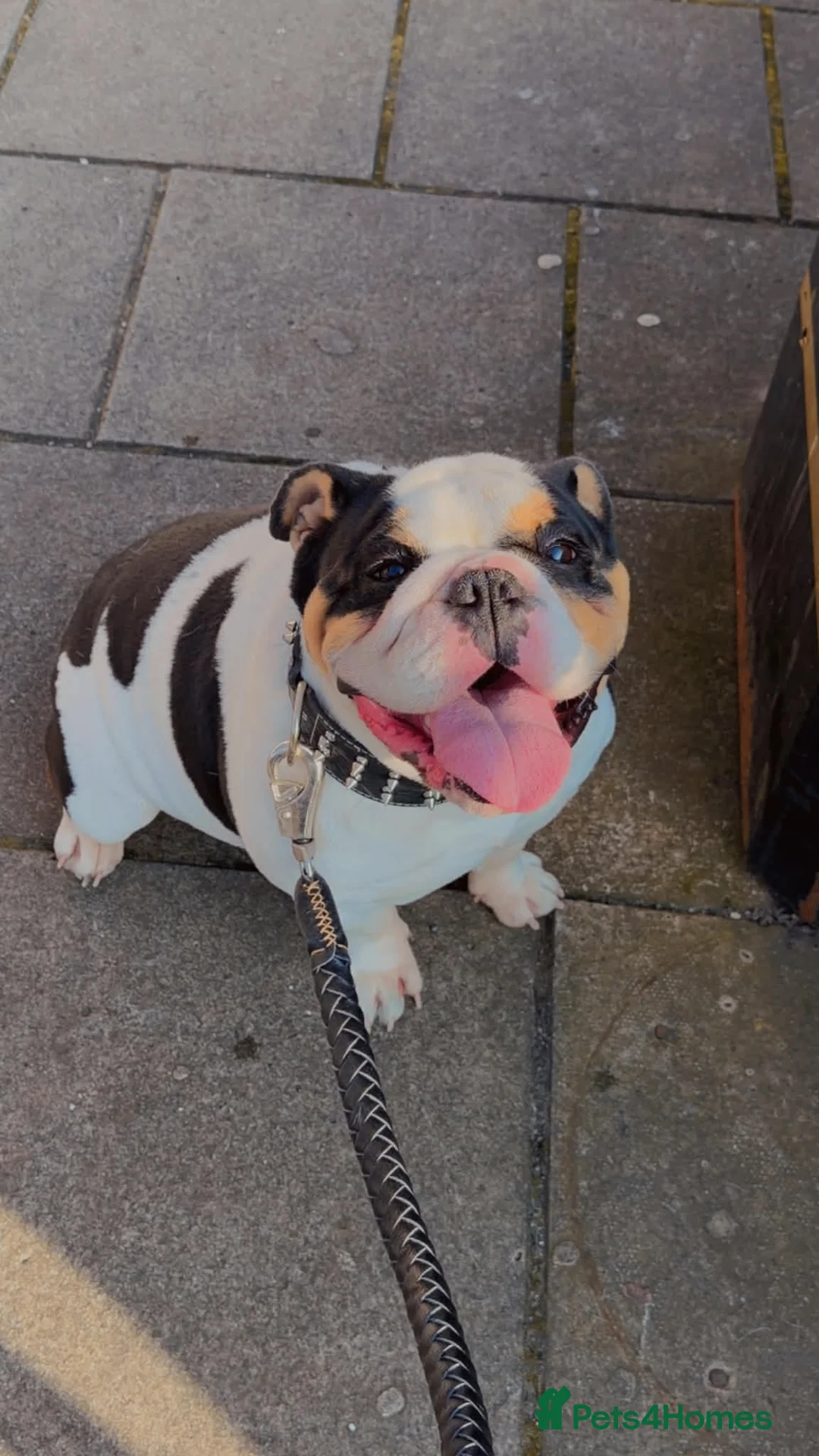 English Bulldog dogs for sale: Miniature English bulldog  in Stoke-on-Trent - Advert 1