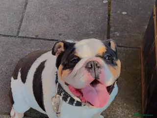 English Bulldog dogs Miniature English bulldog - Advert 7