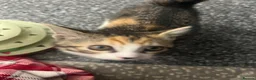 Mixed Breed cats for sale: 4 month female kitten for rehoming  - Advert 5
