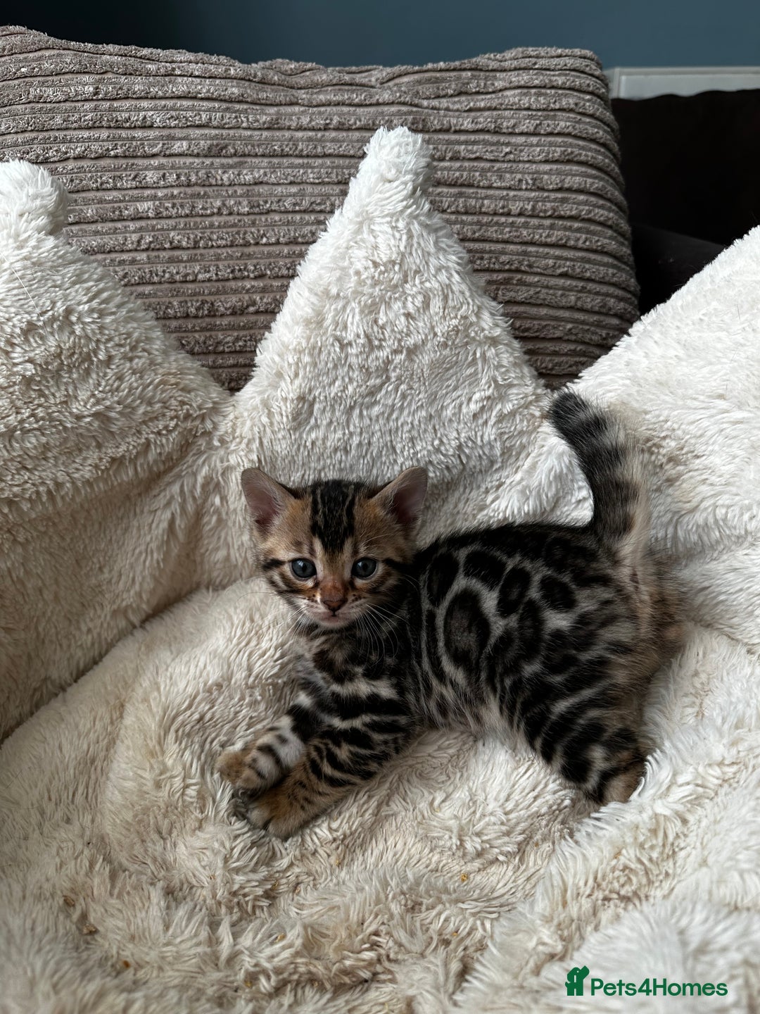 Bengal cats for sale: TICA registered bengal kittens available! - Advert 1