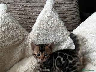Bengal cats TICA registered bengal kittens available! - Advert 7