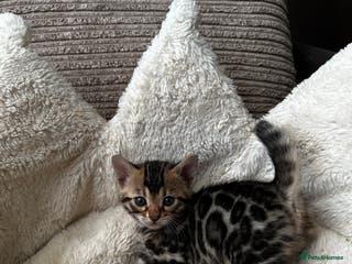 Bengal cats TICA registered bengal kittens available! - Advert 5