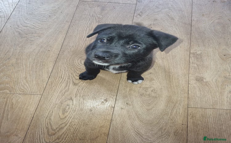 Mixed Breed dogs - Advert 1