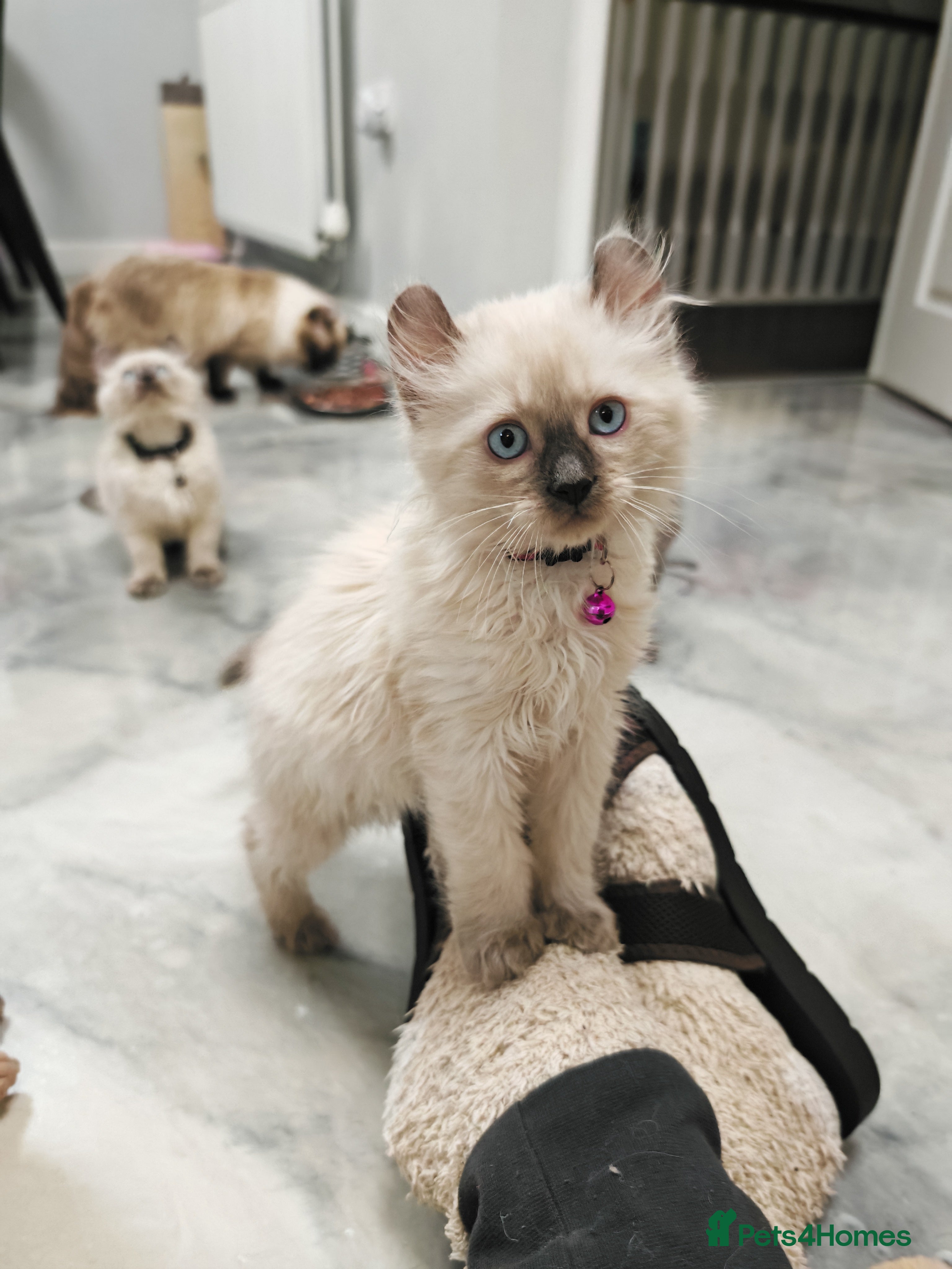 American Curl cats RARE, Unique, Affectionate American Curl Kittens!  - Advert 1