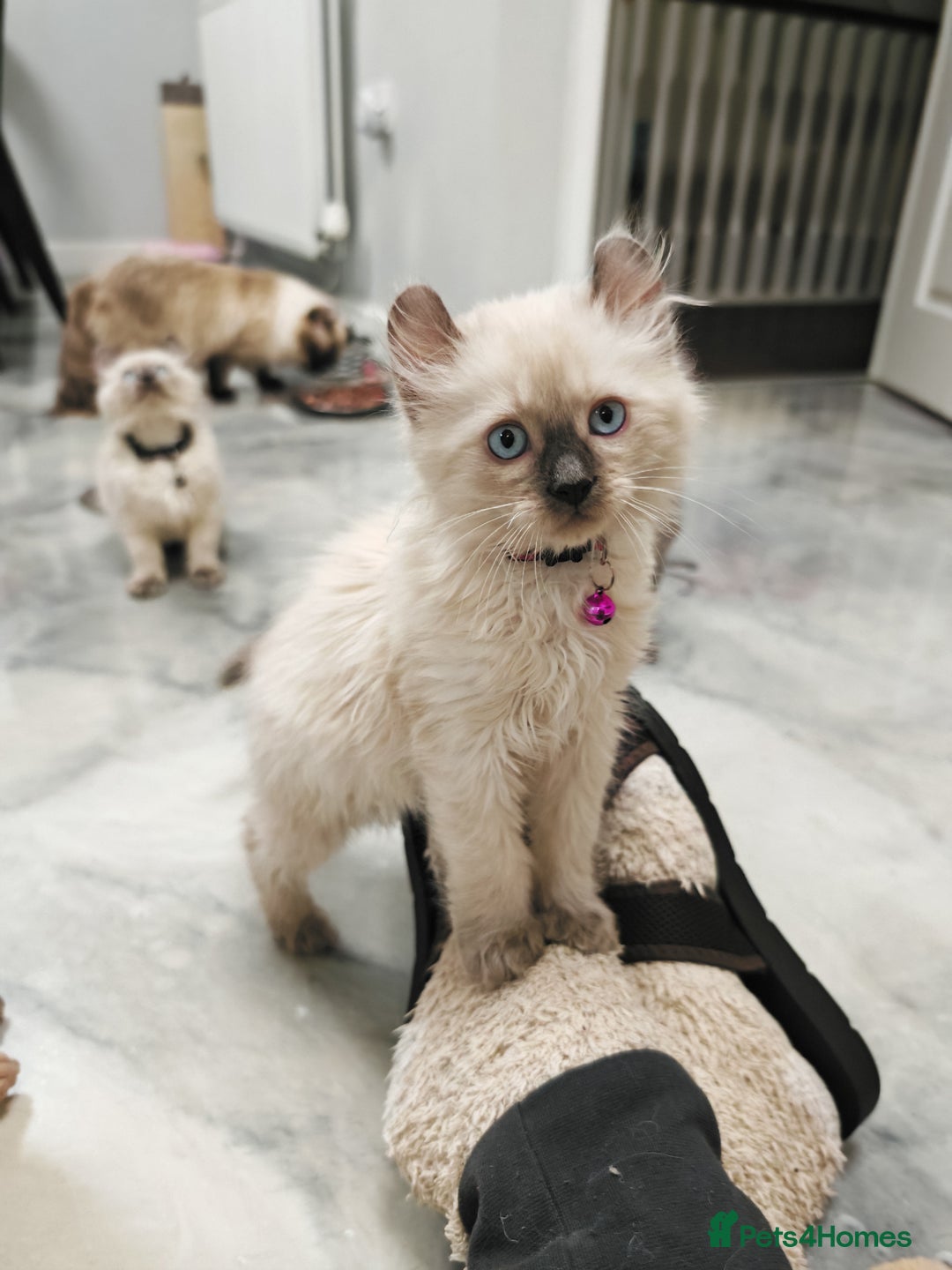 American Curl cats for sale: RARE, Unique, Affectionate American Curl Kittens!  - Advert 7