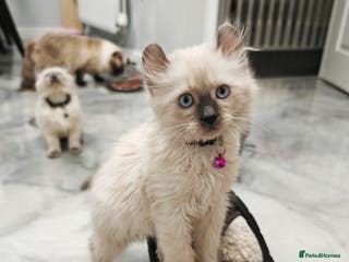 American Curl cats RARE, Unique, Affectionate American Curl Kittens! - Advert 4