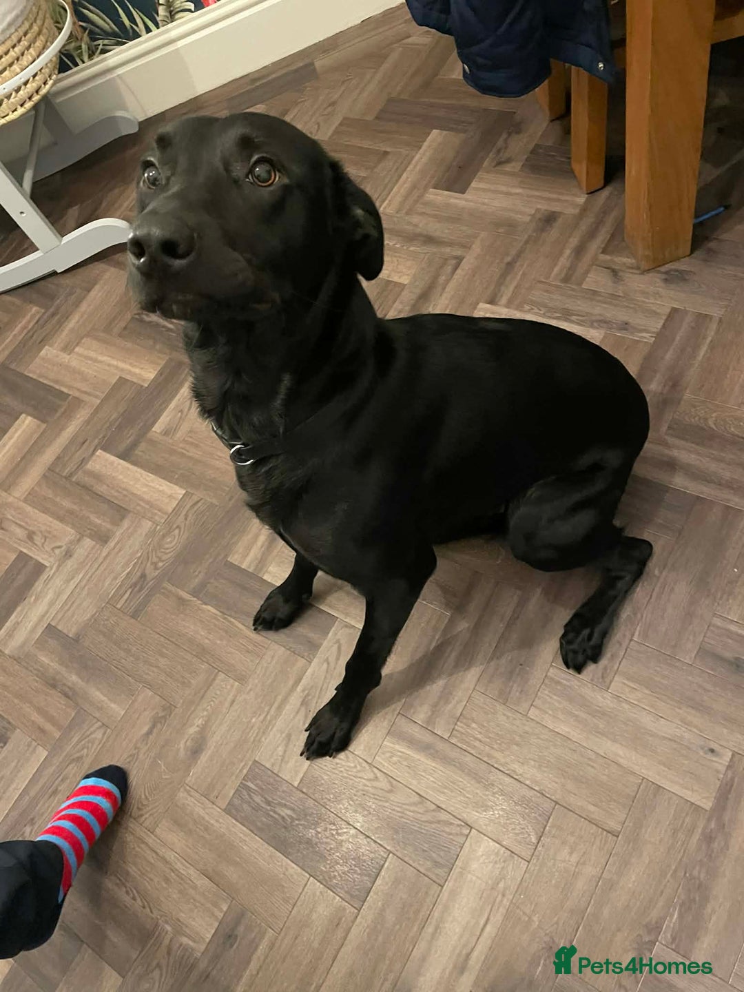 Borador dogs for sale: Labrador/collie 1.5 year old - Advert 1